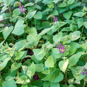 STACHYS SYLVATICA, L, LAMIACEAE - 0869