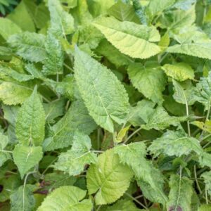 SALVIA GLUTINOSA, L, LAMIACEAE - 0871