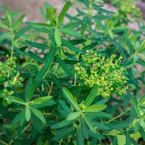EUPHORBIA PALUSTRIS, L, EUPHORBIACEAE - 0874