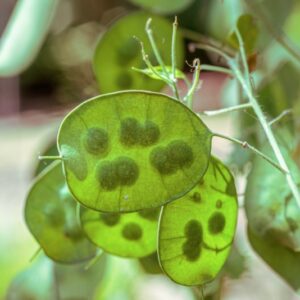 LUNARIA ANNUA, L, BRASSICACEAE - 0876