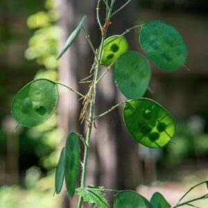 LUNARIA ANNUA, L, BRASSICACEAE - 0877