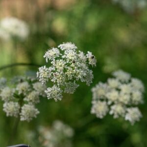 OENANTHE PIMPINELLOIDES, L, APIACEAE - 0880