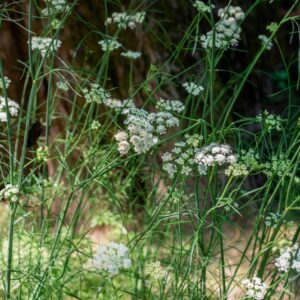 OENANTHE PIMPINELLOIDES, L, APIACEAE - 0881