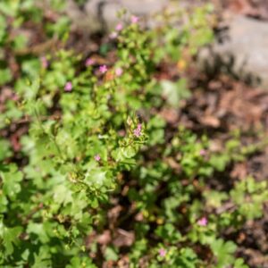GERANIUM LUCIDUM, GERANIACEAE - 0883