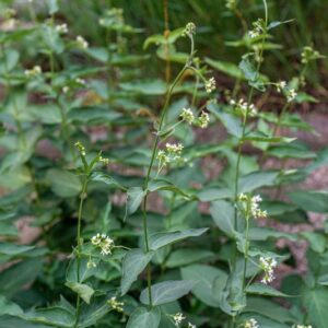 VINCETOXICUM HIRUNDINARIA, MEDIK, APOCYNACEAE