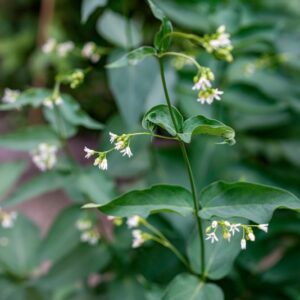 VINCETOXICUM HIRUNDINARIA, MEDIK, APOCYNACEAE
