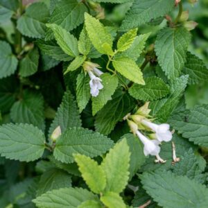 MELITTIS MELISSOPHYLLUM, L, VAR KERNERIANA, LAMIACEAE - 0891