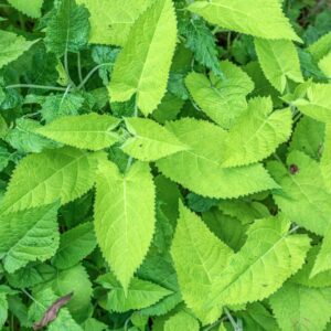 SALVIA GLUTINOSA, L, LAMIACEAE - 0893