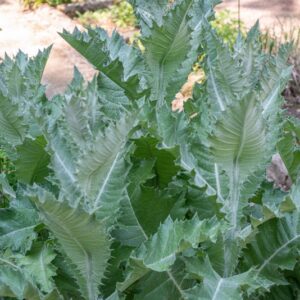 ONOPORDUM ACANTHIUM, L, ASTERACEAE - 0902