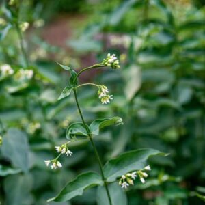 VINCETOXICUM HIRUNDINARIA, MEDIK, APOCYNACEAE