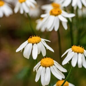 TANACETUM CORYMBOSUM, S, B,  ASTERACEAE - 0906