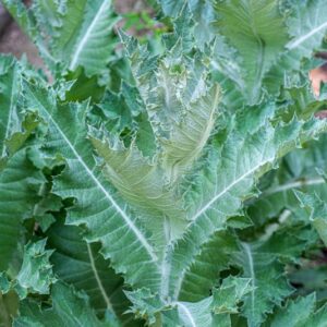 ONOPORDUM ACANTHIUM, L, ASTERACEAE - 0903
