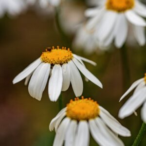 TANACETUM CORYMBOSUM, S, B,  ASTERACEAE - 0907