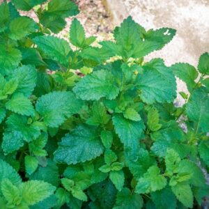 MELISSA OFFICINALIS, L, LAMIACEAE - 0909