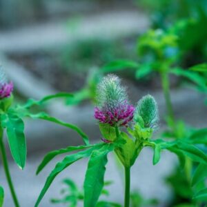 TRIFOLIUM RUBENS, L, FABACEAE - 0911