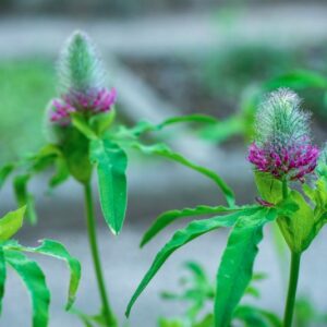 TRIFOLIUM RUBENS, L, FABACEAE - 0912