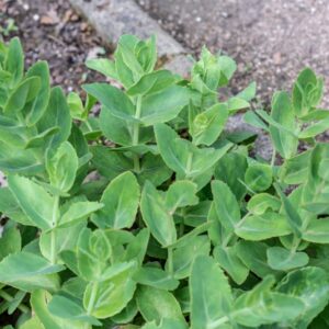 HYLOTELEPHIUM MAXIMUM, HOLUB, CRASSULACEAE - 0915