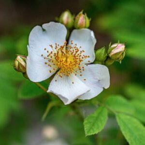 ROSA ARVENSIS , HUDSON, ROSACEAE - 0918