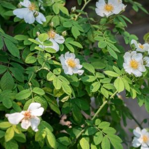 ROSA ARVENSIS , HUDSON, ROSACEAE - 0917