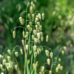 BRIZA MAXIMA, L, POACEAE - 0920