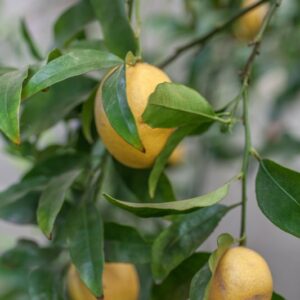 CITRUS AURANTIFOLIA X FORTUNELLA MARGARITA LIMEQUAT - RUTACEAE - 1284