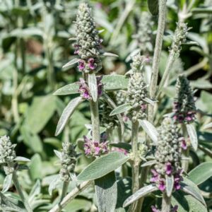 STACHYS BYZANTINA, KOCH, LAMIACEAE - 0926