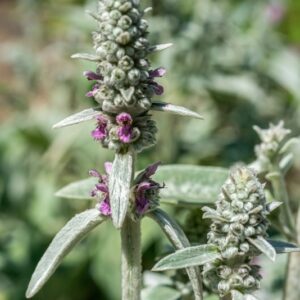 STACHYS BYZANTINA, KOCH, LAMIACEAE - 0927