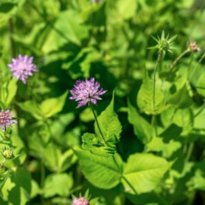 KNAUTIA DRYMEIA, HEUFF, CAPRIFOLIACEAE - 0930