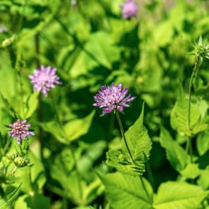 KNAUTIA DRYMEIA, HEUFF, CAPRIFOLIACEAE - 0929