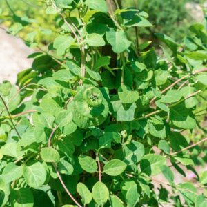 LONICERA CAPRIFOLIUM, L, CARIFOLIACEAE - 0932