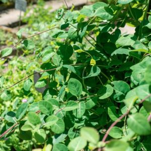 LONICERA CAPRIFOLIUM, L, CARIFOLIACEAE - 0934