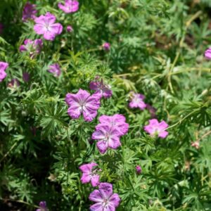 GERANIUM SANGUINEUM, L, GERANIACEAE - 0936