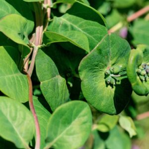 LONICERA CAPRIFOLIUM, L, CARIFOLIACEAE - 0933