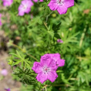 GERANIUM SANGUINEUM, L, GERANIACEAE - 0937
