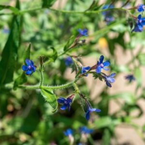 TEUCRIUM CHAMAEDRYS, L, LAMIACEAE - 0940