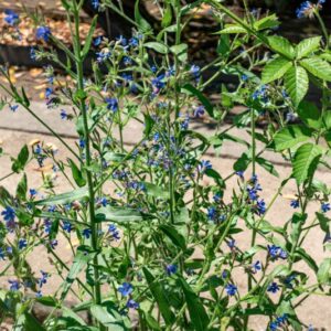 TEUCRIUM CHAMAEDRYS, L, LAMIACEAE - 0939
