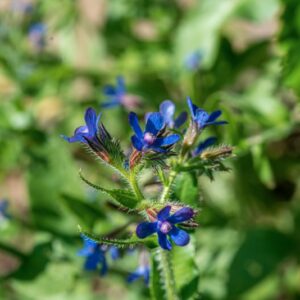 TEUCRIUM CHAMAEDRYS, L, LAMIACEAE - 0941