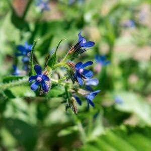 TEUCRIUM CHAMAEDRYS, L, LAMIACEAE - 0942