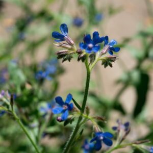 TEUCRIUM CHAMAEDRYS, L, LAMIACEAE - 0943