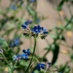TEUCRIUM CHAMAEDRYS, L, LAMIACEAE - 0944