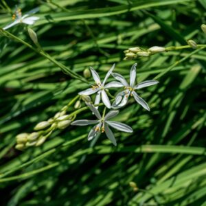 ANTHERICUM LILIAGO, L, ASPARAGACEAE - 0946