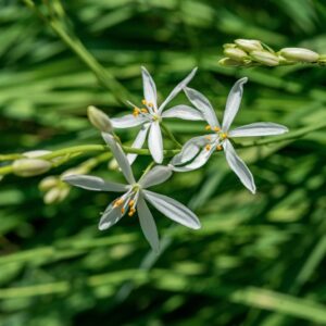 ANTHERICUM LILIAGO, L, ASPARAGACEAE - 0947