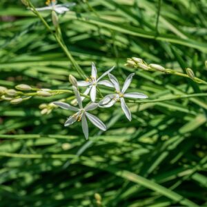 ANTHERICUM LILIAGO, L, ASPARAGACEAE - 0948