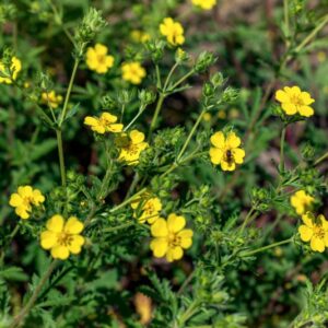 POTENTILLA PUSILLA, HOST, ROSACEAE - 0953