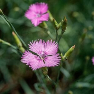 DIANTHUS SYLVESTRIS, WULFEN, CARYOPHYLLACEAE - 0951