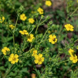 POTENTILLA PUSILLA, HOST, ROSACEAE - 0954