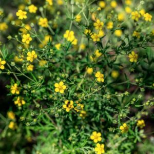 POTENTILLA ARGENTEA, HOST, ROSACEAE - 0957