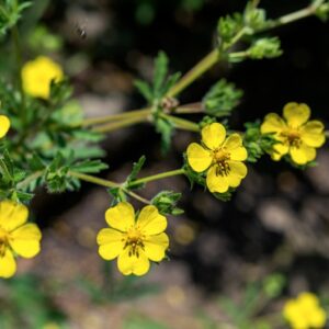 POTENTILLA PUSILLA, HOST, ROSACEAE - 0955