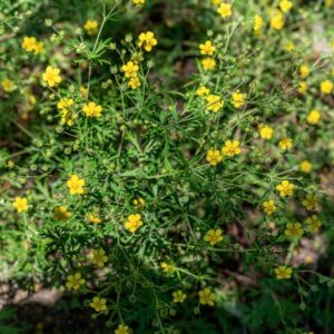 POTENTILLA ARGENTEA, HOST, ROSACEAE - 0958