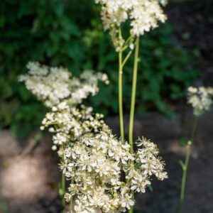 FILIPENDULA VULGARIS, MOENCH, ROSACEAE - 0961